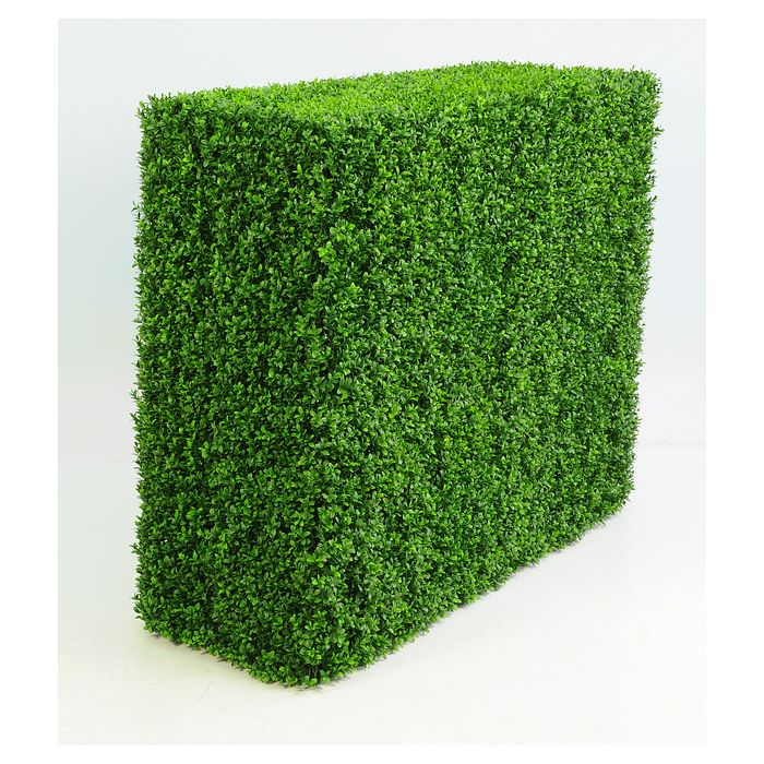 BOXWOOD HEDGE